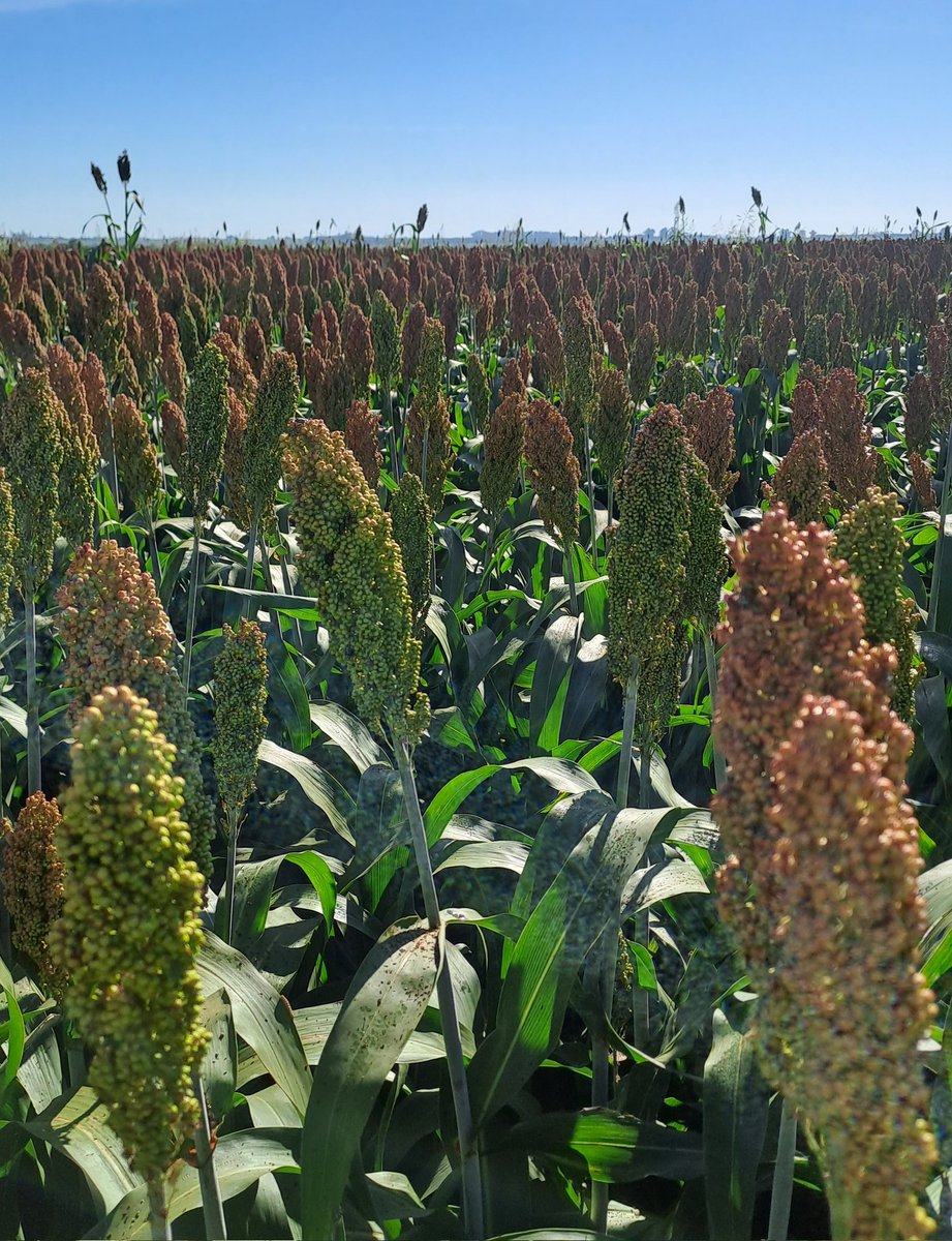 MartinMarzetti's tweet photo. Campaña que viene:
-problemas de Spiroplasma en maíz 
-Ya hay sorgos tolerantes a pulgón e imidazolinonas.
-mejor precio del sorgo
-pronóstico niña
¿Vamos con sorgo o maíz tardío a baja densidad?

Justifique su respuesta https://t.co/774oT7M8dL