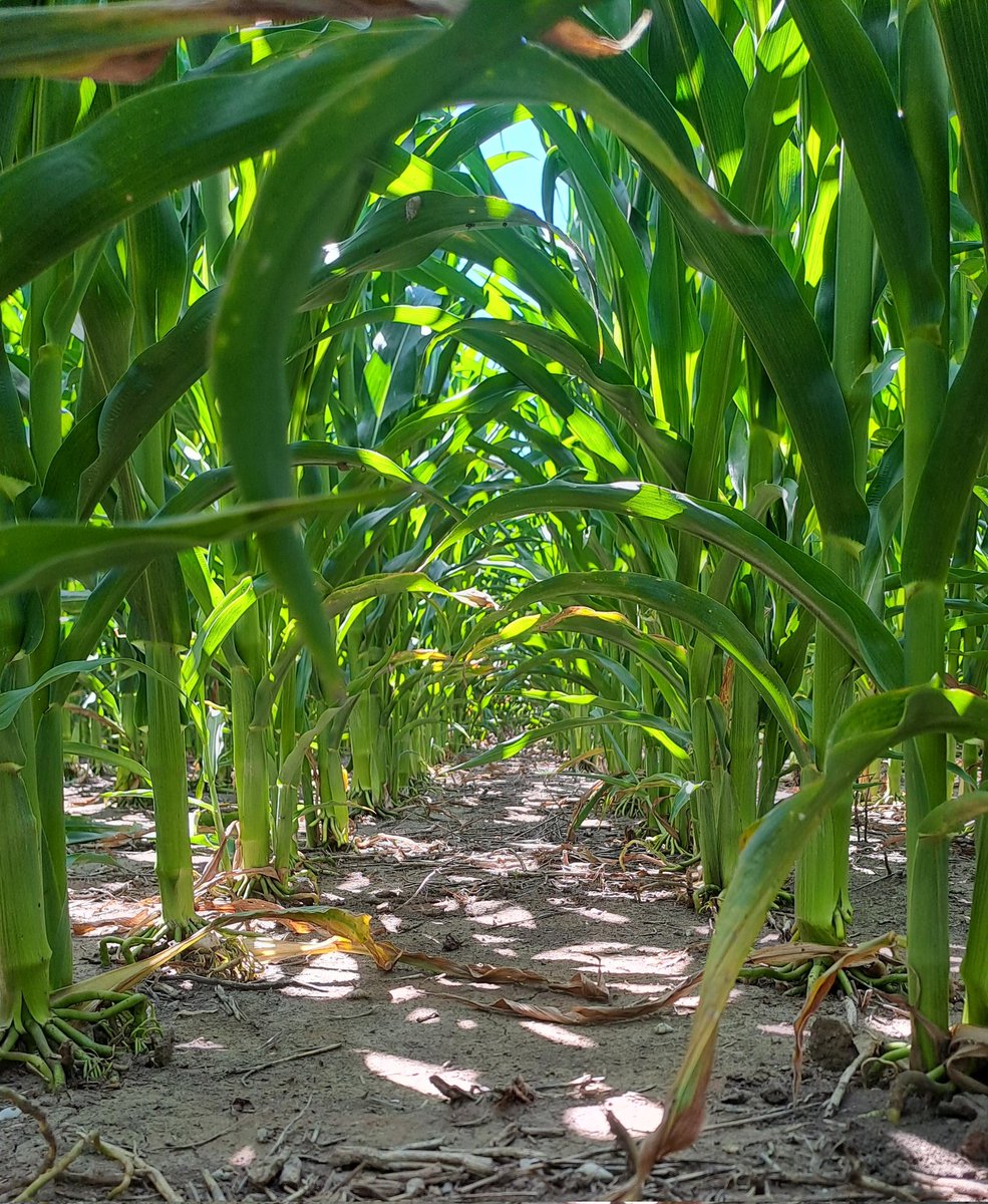 MartinMarzetti's tweet photo. Campaña que viene:
-problemas de Spiroplasma en maíz 
-Ya hay sorgos tolerantes a pulgón e imidazolinonas.
-mejor precio del sorgo
-pronóstico niña
¿Vamos con sorgo o maíz tardío a baja densidad?

Justifique su respuesta https://t.co/774oT7M8dL