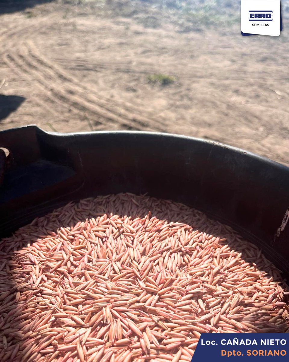 Siembra de área demostrativa de la nueva avena de pastoreo FRONTEIRA de <a href="/PastureGenetics/">Pasture Genetics</a>. 
Alta producción de forraje, excelente rebrote y destacado comportamiento a roya de la hoja.
¡Lanzamiento 2024!