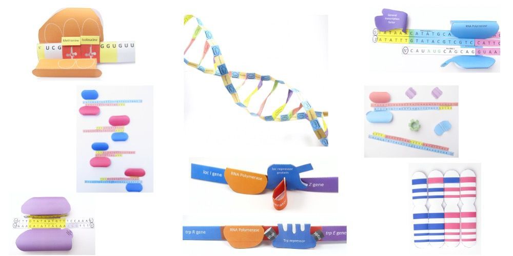 OrigamiCells's tweet image. Visit our Genetics section to find activities ranging from DNA structure to transcription/translation &amp;amp; even technologies such as CRISPR &amp;amp; PCR. bit.ly/2QWluyt 

#genetics #DNAtechnology #genetechnology #DNA #iteachbio #biologyteachers #CRISPR #PCR #biotech #biotechnology