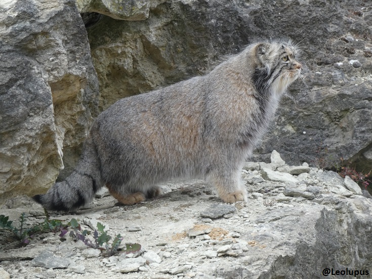 Leolupus's tweet photo. Pallas's cat, also called the manul. It's native to the steppes of Asia - you can see the thick fur it has to keep warm.
#FelidFriday #cats #felids #animals #wildlife https://t.co/0Mq6L8gn9B