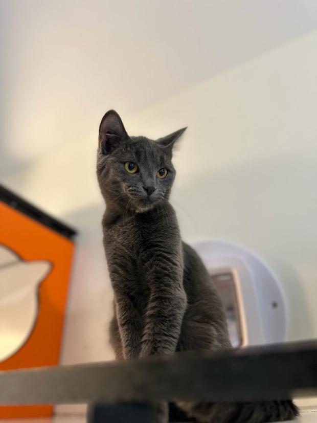 FBB_Officiel's tweet image. #SOSAdoption
🐱 BRAVA, 7 mois, retrouve l&apos;espoir !
J’étais livré à moi-même dans les rues parisiennes, jusqu&apos;à ce que la Fondation vienne me récupérer. Au début, je n’étais pas bien, mais petit à petit, je suis devenu un minou calme et j’ai su évoluer très vite.
On dit de moi que…