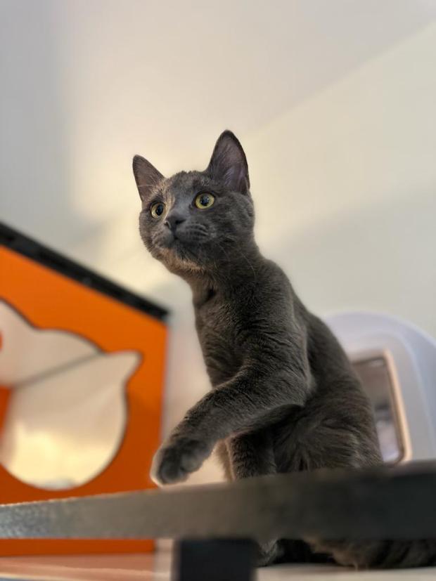 FBB_Officiel's tweet image. #SOSAdoption
🐱 BRAVA, 7 mois, retrouve l&apos;espoir !
J’étais livré à moi-même dans les rues parisiennes, jusqu&apos;à ce que la Fondation vienne me récupérer. Au début, je n’étais pas bien, mais petit à petit, je suis devenu un minou calme et j’ai su évoluer très vite.
On dit de moi que…