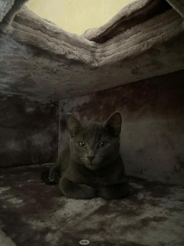 FBB_Officiel's tweet image. #SOSAdoption
🐱 BRAVA, 7 mois, retrouve l&apos;espoir !
J’étais livré à moi-même dans les rues parisiennes, jusqu&apos;à ce que la Fondation vienne me récupérer. Au début, je n’étais pas bien, mais petit à petit, je suis devenu un minou calme et j’ai su évoluer très vite.
On dit de moi que…