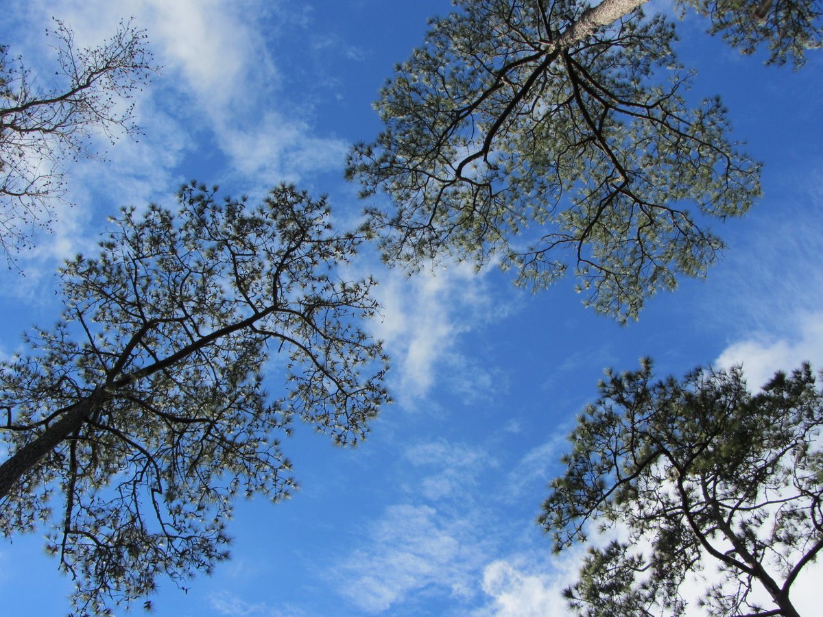 As you take a walk on our trails, look up and enjoy the trees #NationalLoveAtreeDay