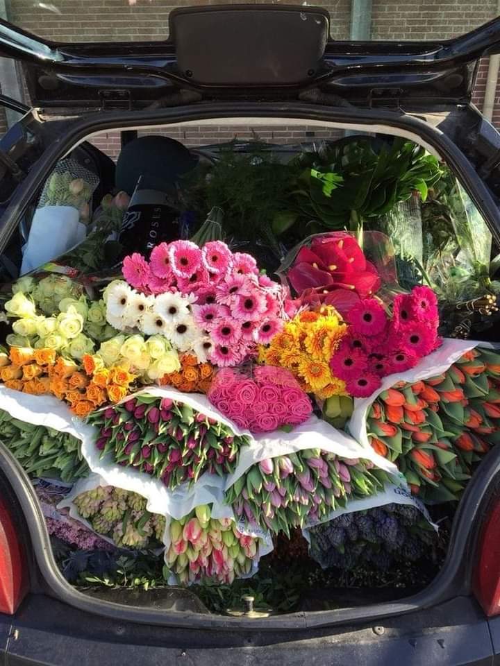 softdeIicacy's tweet image. colorful flowers ♡.