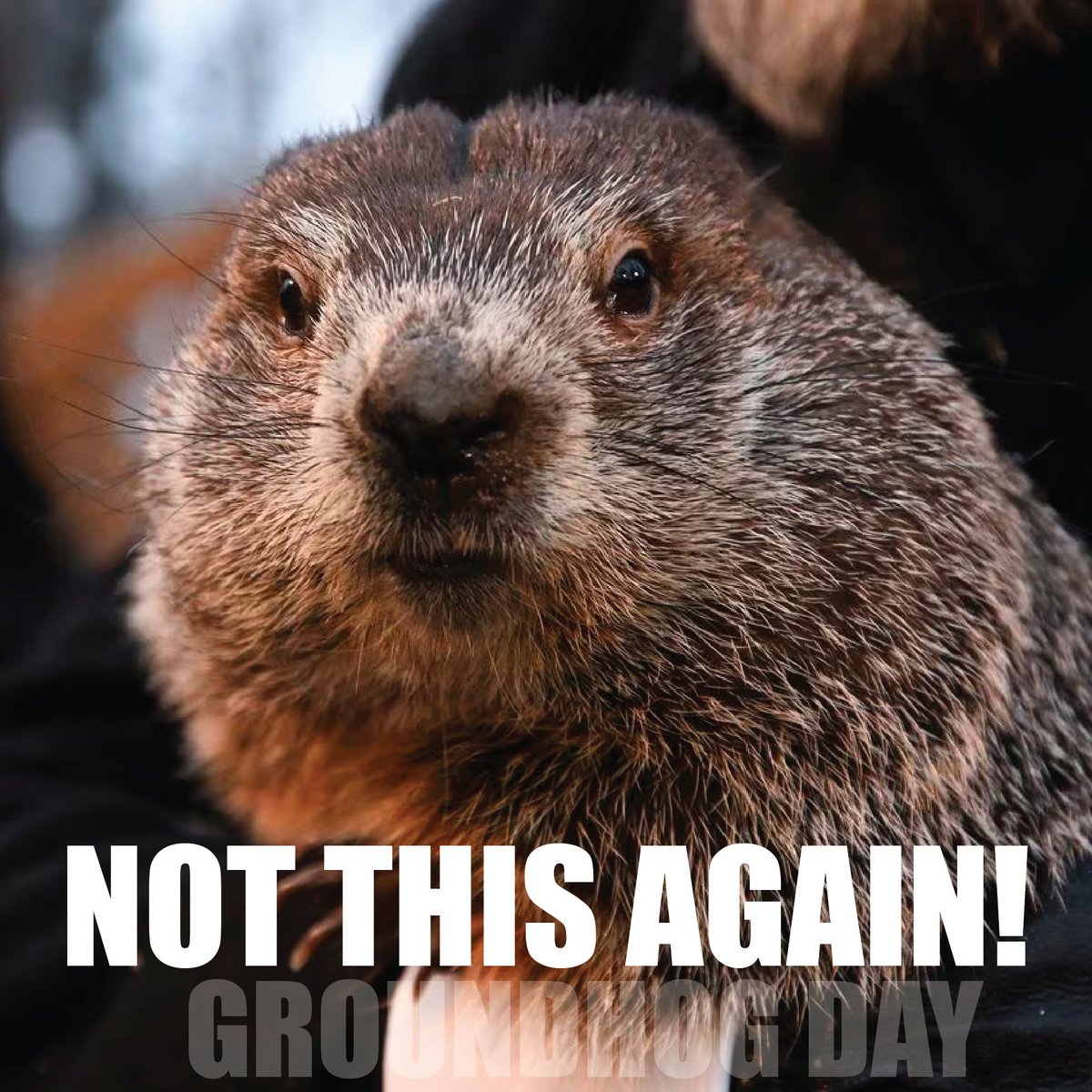 CNBofTexas's tweet photo. Did he at least get coffee before they woke him up? Happy Groundhog Day! #groundhogday https://t.co/Vv1W3b3wYY