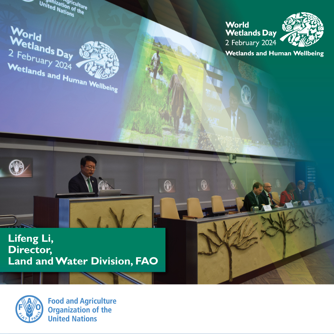 'FAO, as the co-leading UN agency of the Decade on Ecosystem Restoration, fully commits to restoring 30% of degraded ecosystems by 2030, so let's work together, nurturing our wetlands for a sustainable future' @FAOLandWater Director @LI_Lifeng_FAO @ #WorldWetlandsDay Celebration