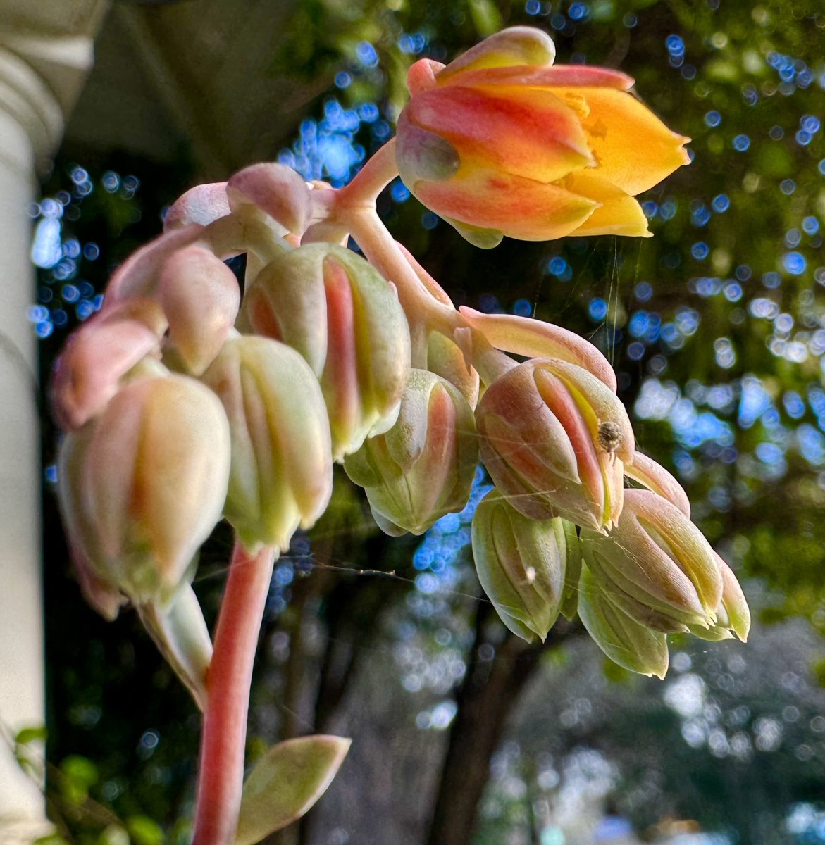 #Succulent blooms for #FlowersOnFriday