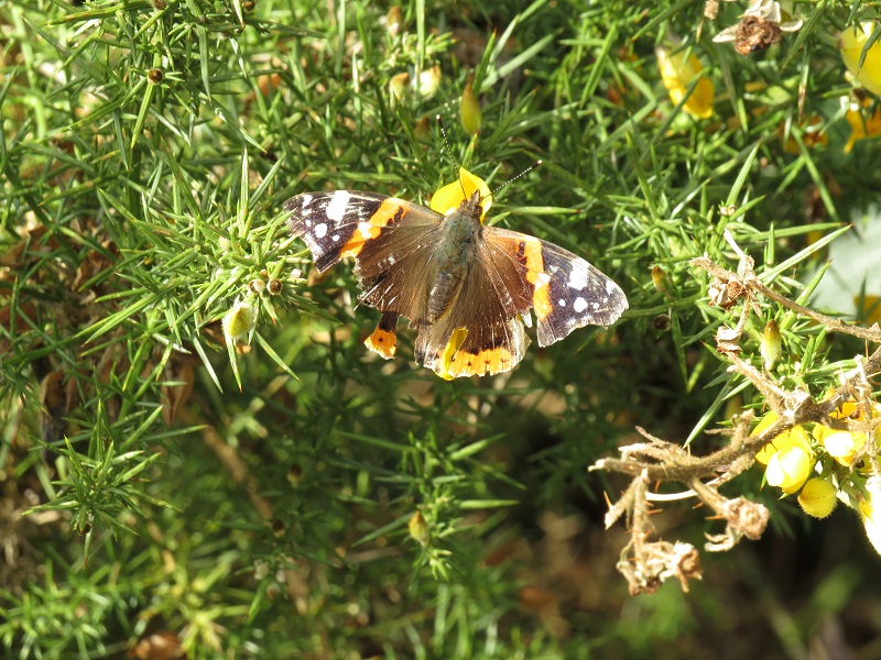 My first Red Admiral of the year today at Rathaspick, Wexford
