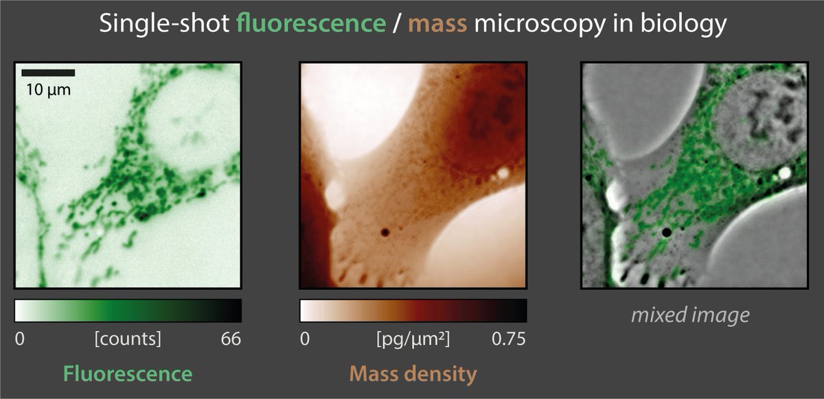 Check out how we conduct phase/fluorescence imaging, using a single sensor and a single image acquisition, using cross-grating wavefront microscopy (CGM).
nature.com/articles/s4159…
@InstitutFresnel @SciReports @ERC_Research @INSIS_CNRS #QPI
Silios Technologies