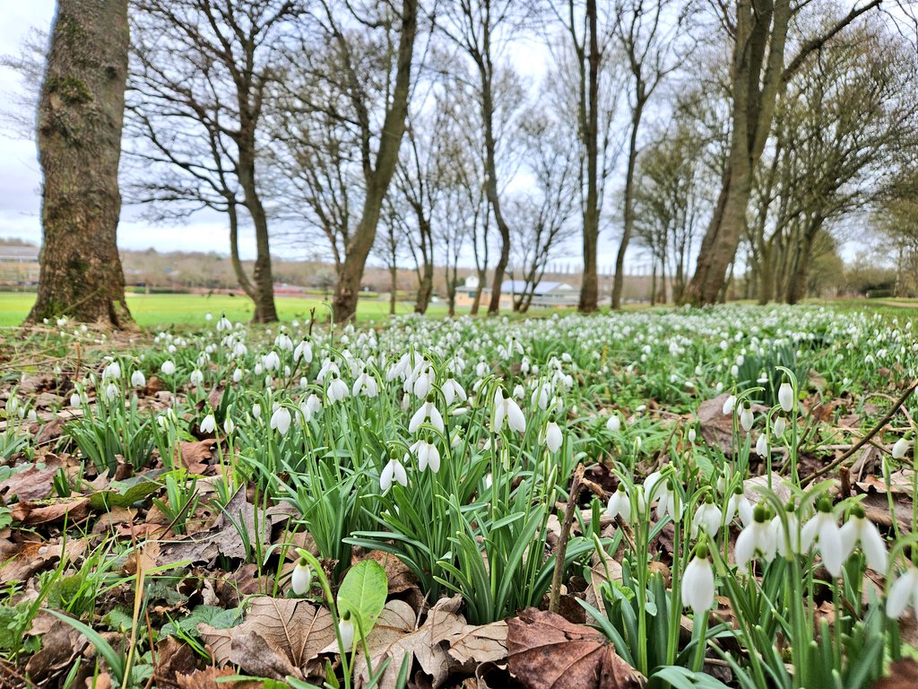 First snowdrops of the year spotted up at Campbell Park 🤍

#ScenesFromMK #TheParksTrust #MiltonKeynes #CampbellPark #LoveMK #ThePhotoHour