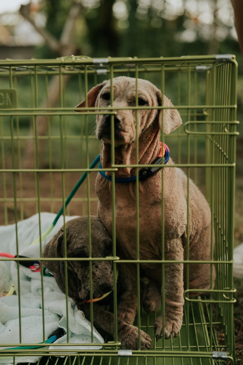 This Bali Rescue Mission has been filled with heartbreak! Dogs in dire need crying out for a second chance. Time to nurse these dogs back to health & find them loving homes 🐶❤️ In the meantime we will continue to do street feedings & support the unsung heroes/organizations 🐾🫶🏼