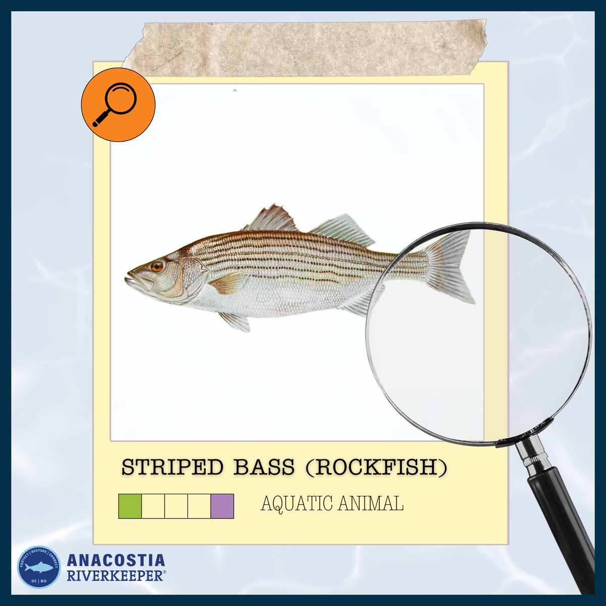 AnacostiaRrkper's tweet photo. This #FieldGuideFriday is on the Striped Bass (Rockfish) — the state fish of Maryland! 

They can be found in the Anacostia River in the spring as they migrate from coastal waters, and are an excellent indicator of ecosystem health.

#Rockfish #AnacostiaRiver #UrbanWildlife https://t.co/rTphQeKEBM