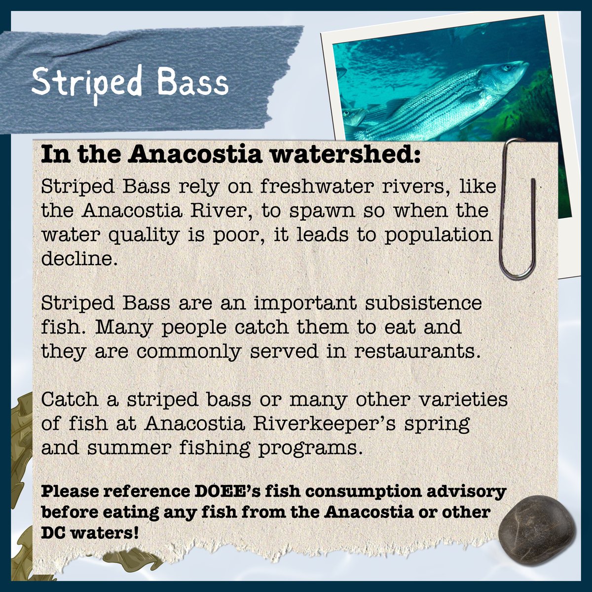 AnacostiaRrkper's tweet photo. This #FieldGuideFriday is on the Striped Bass (Rockfish) — the state fish of Maryland! 

They can be found in the Anacostia River in the spring as they migrate from coastal waters, and are an excellent indicator of ecosystem health.

#Rockfish #AnacostiaRiver #UrbanWildlife https://t.co/rTphQeKEBM