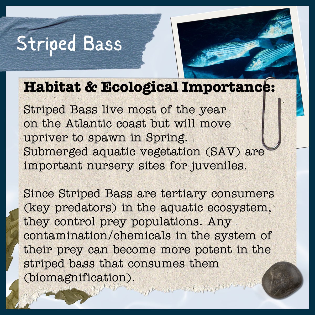 AnacostiaRrkper's tweet photo. This #FieldGuideFriday is on the Striped Bass (Rockfish) — the state fish of Maryland! 

They can be found in the Anacostia River in the spring as they migrate from coastal waters, and are an excellent indicator of ecosystem health.

#Rockfish #AnacostiaRiver #UrbanWildlife https://t.co/rTphQeKEBM