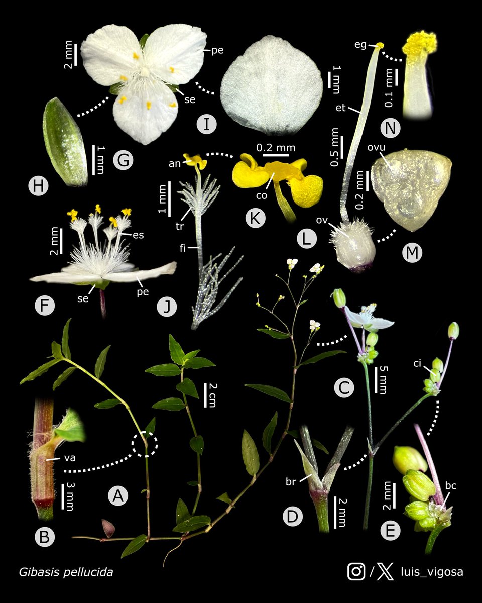 Gibasis pellucida (Commelinaceae)
#botany #flowers #taxonomy #plants