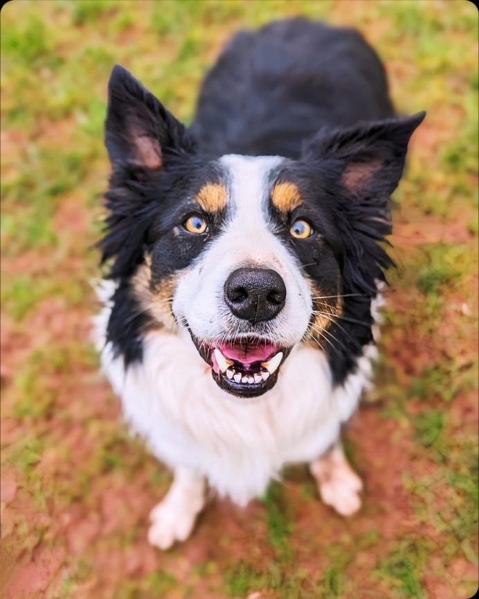 dansdogdaycare's tweet photo. Smile Every-Pawdy it's Friday! πππΆπΎ #dansdogdaycare #will #collie #walkies #collielove #Friday #bordercolliepuppies #fridayface #bordercollie #fridayvibes #dog #happyface #dogs #puppy #colliecross #colliepuppy #collielife #colliesofficial #doggo #doglife #collies #puppylove https://t.co/wkkPuXXFEI