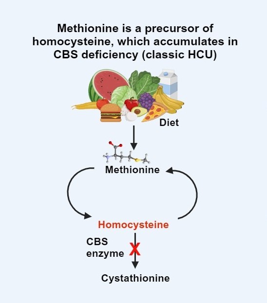 Synlogic (@synlogic_tx) on Twitter photo Congrats authors! Proud of this manuscript on the journey of SYNB1353, our drug candidate for classical #HCU, published in Cell Host & Microbe: :loom.ly/dU6m0Mg <a href="/CellPressNews/">Cell Press</a> #inbornerrors #homocystinuria #rarediseases #synbio #syntheticbiology Congrats authors! Proud of this manuscript on the journey of SYNB1353, our drug candidate for classical #HCU, published in Cell Host & Microbe: :loom.ly/dU6m0Mg <a href="/CellPressNews/">Cell Press</a> #inbornerrors #homocystinuria #rarediseases #synbio #syntheticbiology