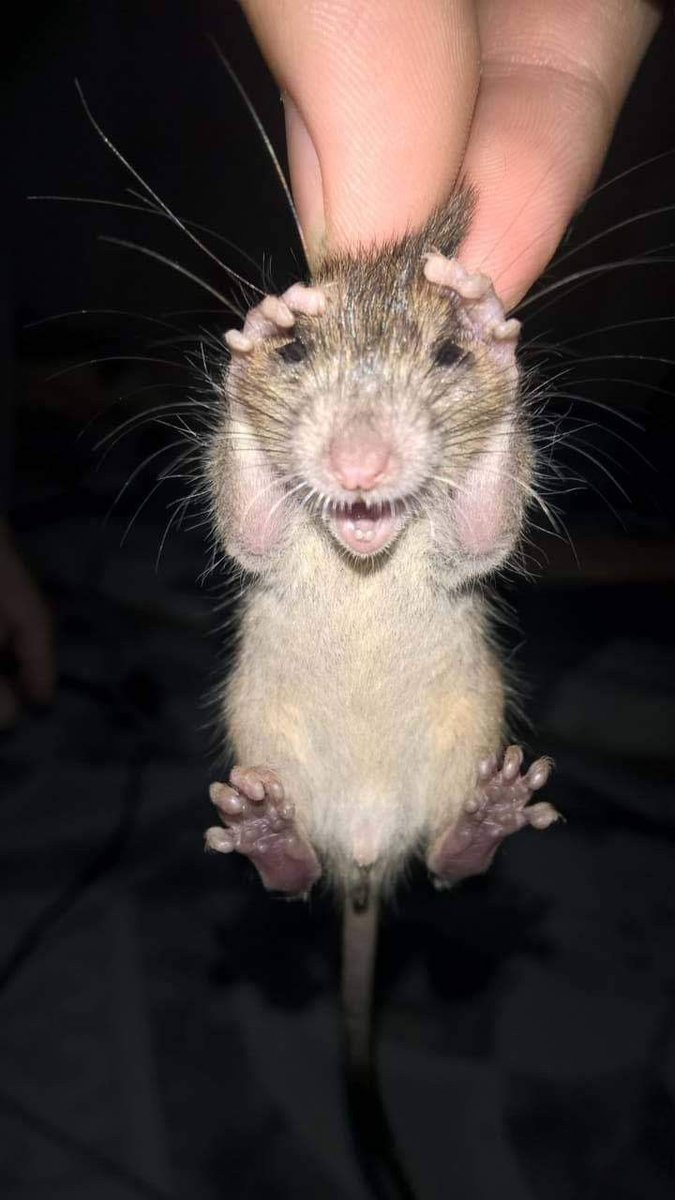 gente olhem o manjiro