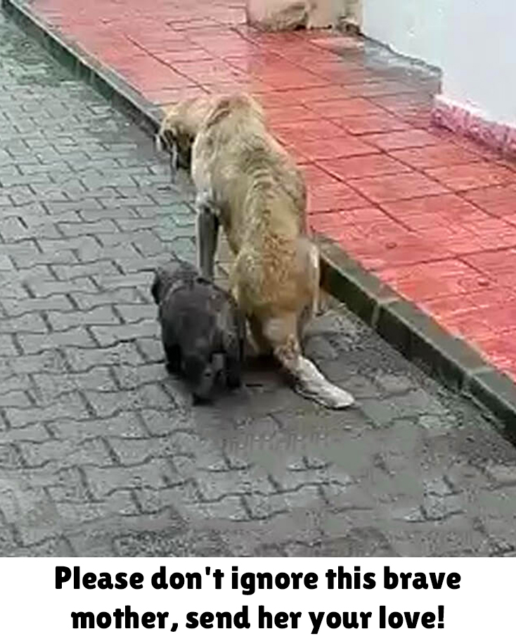 The story of the mother dog and her two puppies is truly heart-wrenching. Despite her spinal injury, she tries to protect her puppies from the noise of the traffic and teasing of passersby. She wishes she was healthy enough to take care of the two puppies, but she doesn't have
