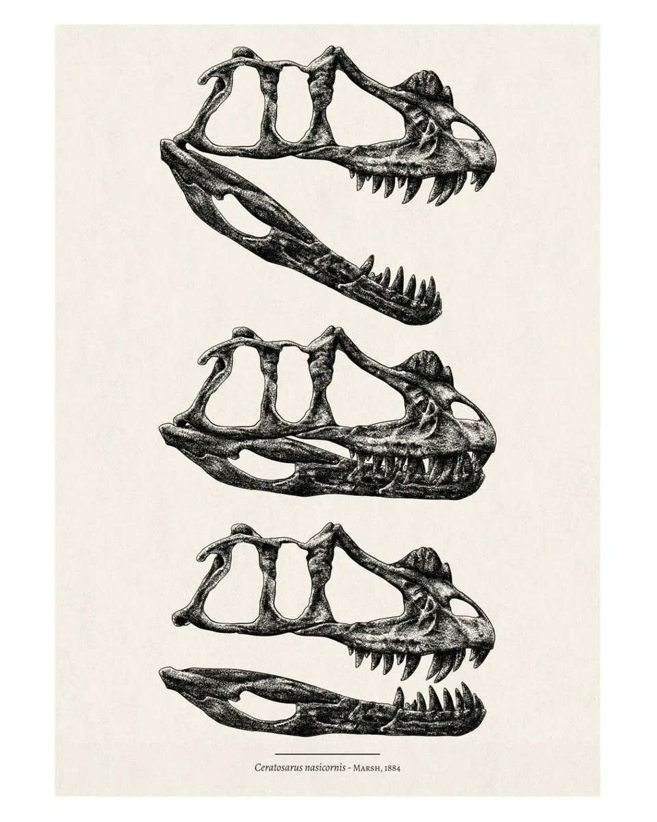 🦖 𝘊𝘦𝘳𝘢𝘵𝘰𝘴𝘢𝘶𝘳𝘶𝘴 𝘯𝘢𝘴𝘪𝘤𝘰𝘳𝘯𝘪𝘴 skulls

#ceratosaurus #ceratosaurusskull #paleoillustration #paleoillustrator #dotart #digitalart #madeinaffinity #madewithaffinityphoto