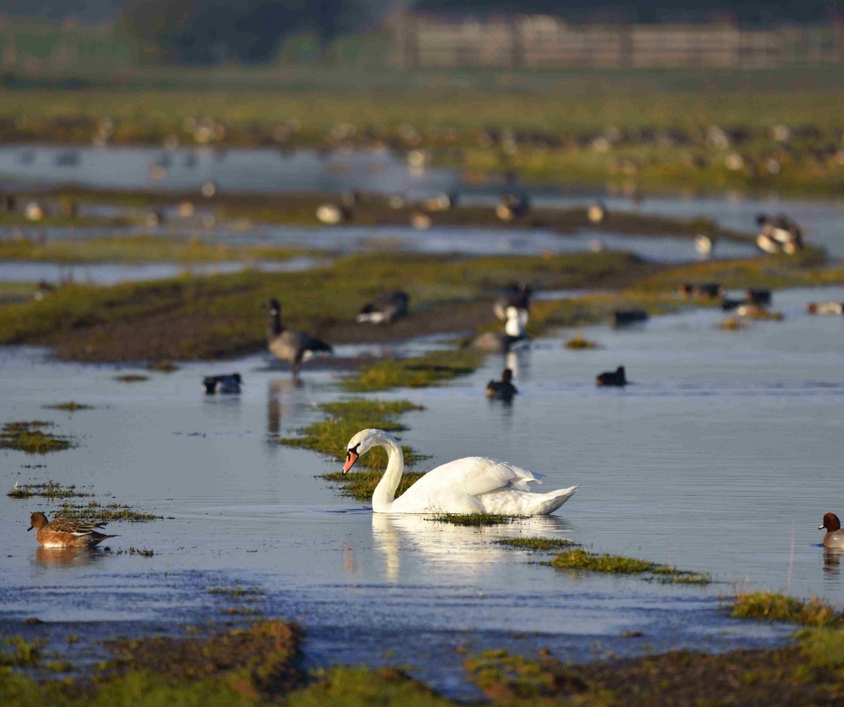 boston_lincs's tweet photo. Today is National Wetlands Day!

Why not celebrate with a guided walk around Frampton Marsh? Get expert insight from Toby, the marsh's professional wildlife tour leader and spot some truly incredible birds.

Find more info on our site.

#DiscoverBoston #BirdWatching #GuidedTour https://t.co/f6PvpQhJmC