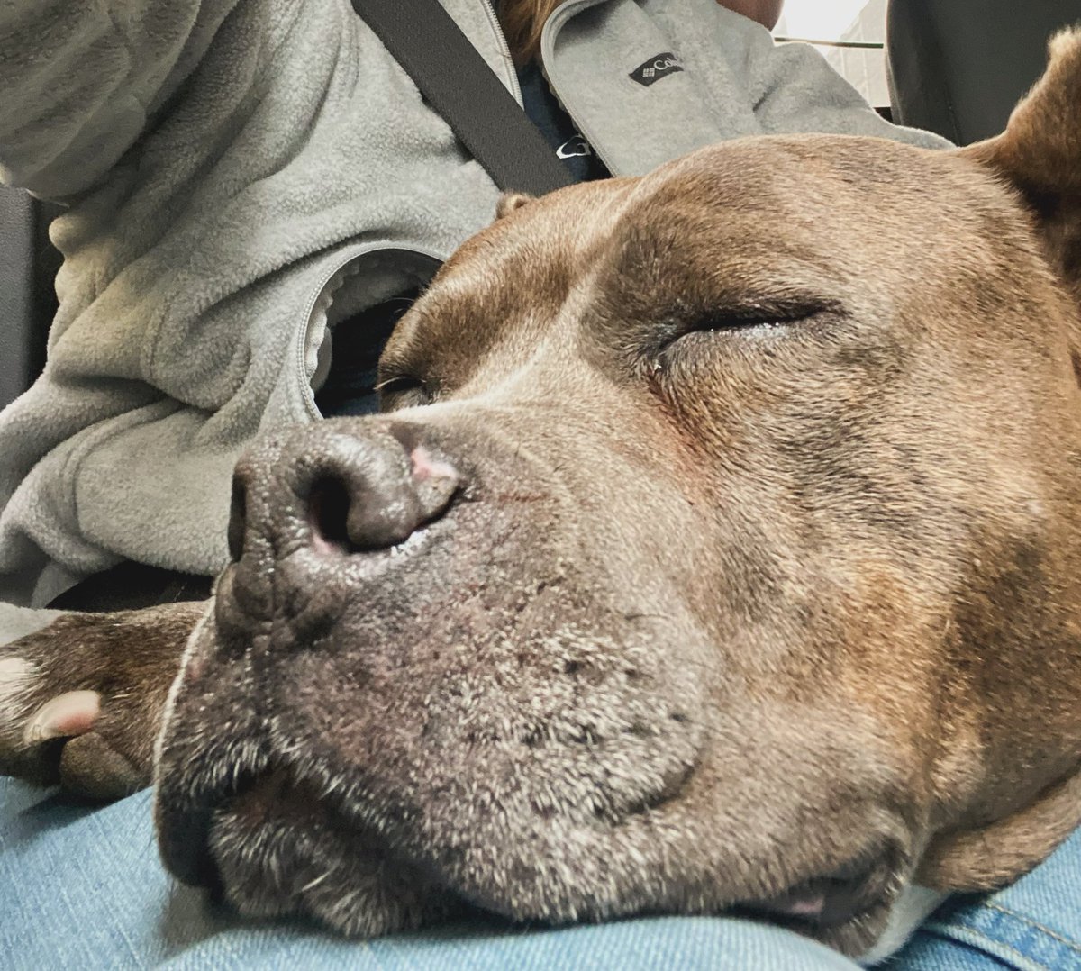 Goes to work and falls asleep on the job…💤

#FridaysWithFrank #FranksTowingAndRecovery #FranksTowing #Towing #TowTruck #FrankThePitBull #DogsOfInstagram #Dog #TowTruckDog  #WA #SeattleWA #PNW #SmallBusiness #FamilyOwned #TowTalk 
#SlowDownMoveOverItsTheLaw #Pitbull #FYP