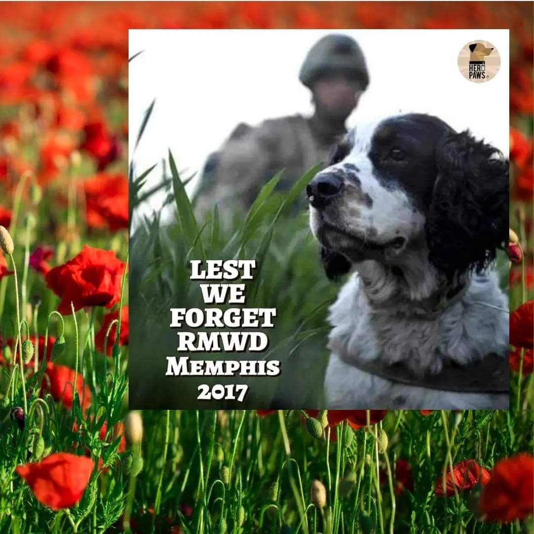 Today, we remember retired Military Working Dog Memphis 🐾 
Memphis retired from the forces in 2014 &amp; loved his life as a civi 🐕‍🦺 Sadly Memphis passed away in 2017, aged 11, after his second battle with cancer 💔 
Memphis was mascot for <a href="/bravehounds/">BRAVEHOUND</a> alongside his veteran 🐾 👣