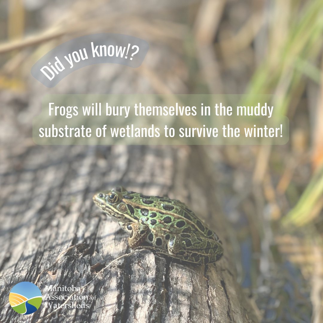 Manitoba Association of Watersheds tweet media