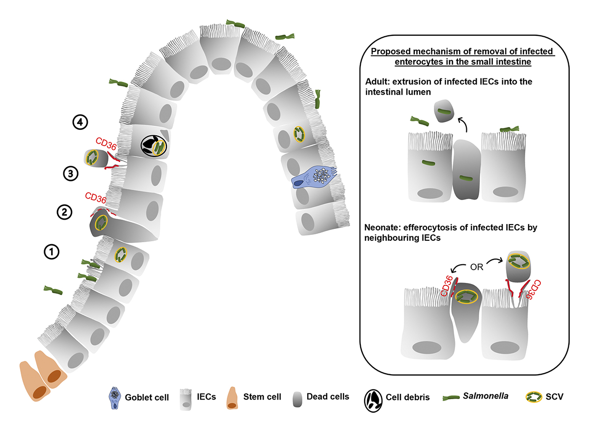 In contrast to adults, shedding of infected enterocytes is rare in the neonatal intestine. <a href="/kaiyizhang101/">kaiyi zhang</a>, Hornef et al. <a href="/RWTH/">RWTH Aachen</a> show that, instead, infected enterocytes are internalized and degraded by neighboring epithelial cells. hubs.la/Q02jG3J90

@NourDiab1619