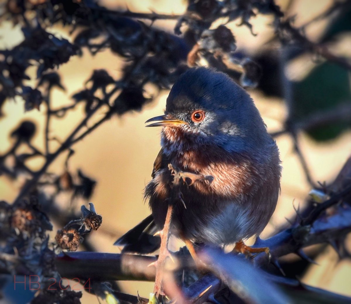 Took the train down Barking Riverside where this beautiful Dartford Warbler intermittently showed and sang in the mid-winter sun.
Nice to see shoot the breeze with @tharris0457 and @njcroft too
@LondonBirdClub