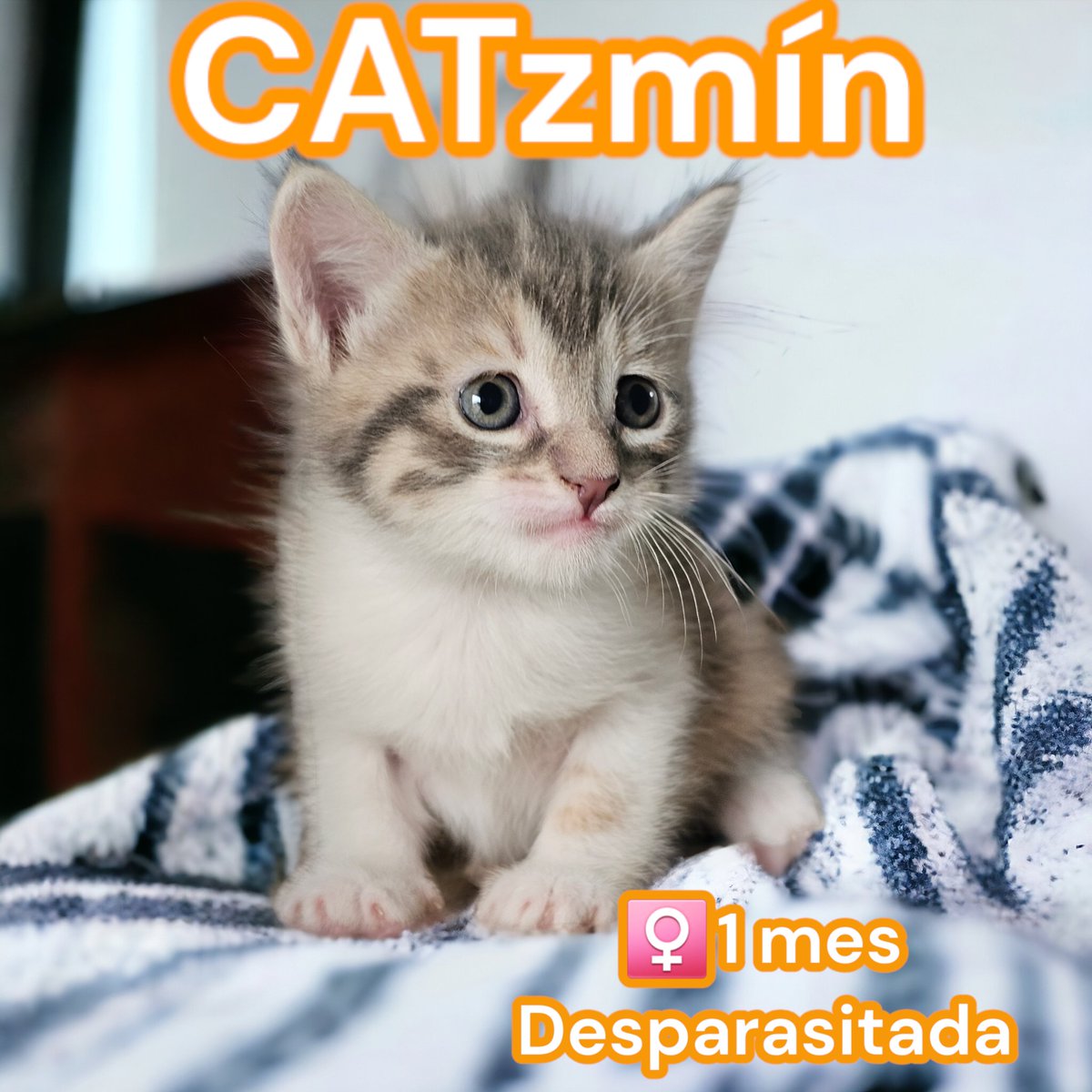 gatitosasalvo's tweet photo. Para este #BuenViernes, resulta que tenemos en #ADOPCIÓNRESPONSABLE en #CDMX, también a las 3 princesas: #CATICIENTA #POCATHONTAS y #CATSMÍN.
Se entregan hasta la primera semana de Marzo porque apenas tienen un mes y están aprendiendo a comer papilla. https://t.co/9mzeeMWqkk