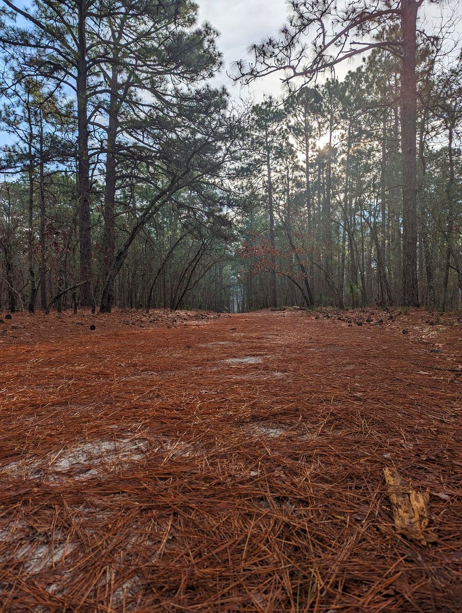 Computeristicly's tweet image. Sesquicentennial State Park, S.C.

#NaturePhotography #SouthCarolina