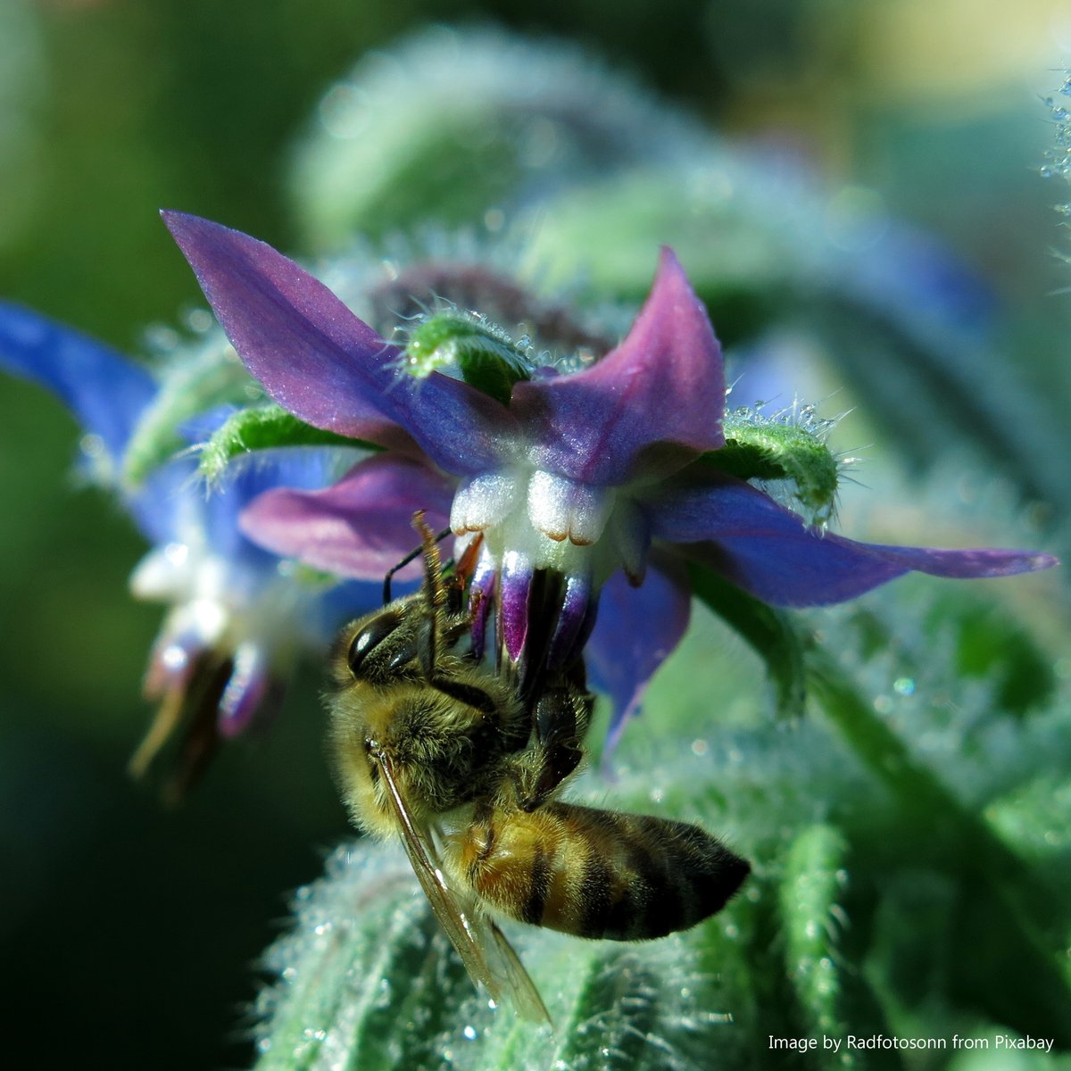 Jemima's Garden - Flower Seeds for Wildlife 🐝🦋🌱 tweet media