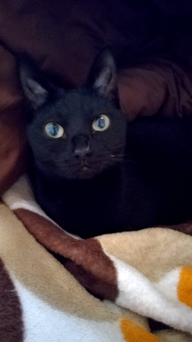 majunn's tweet photo. うちのお嬢さん、子猫の時から白血病陽性…どないもこないも陰転しないので、もう、毎日楽しく暮らせばエエやん‼️となってる😁４月に３才、ひとつ目の目標まであと２ヶ月 https://t.co/4Lwsw1XcWp