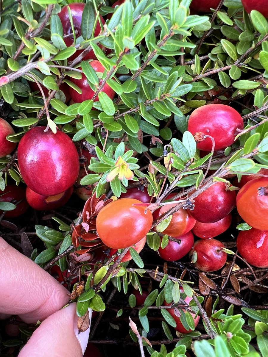 Interested in research updates from the <a href="/SAME_Cran/">SAME Project</a> <a href="/USDA_NIFA/">NIFA</a> project on #cranberry fruit rot? 

Sign up for our newsletter here: forms.gle/tShdLv5Yco9KcL…

First issue coming this Spring - stay tuned!