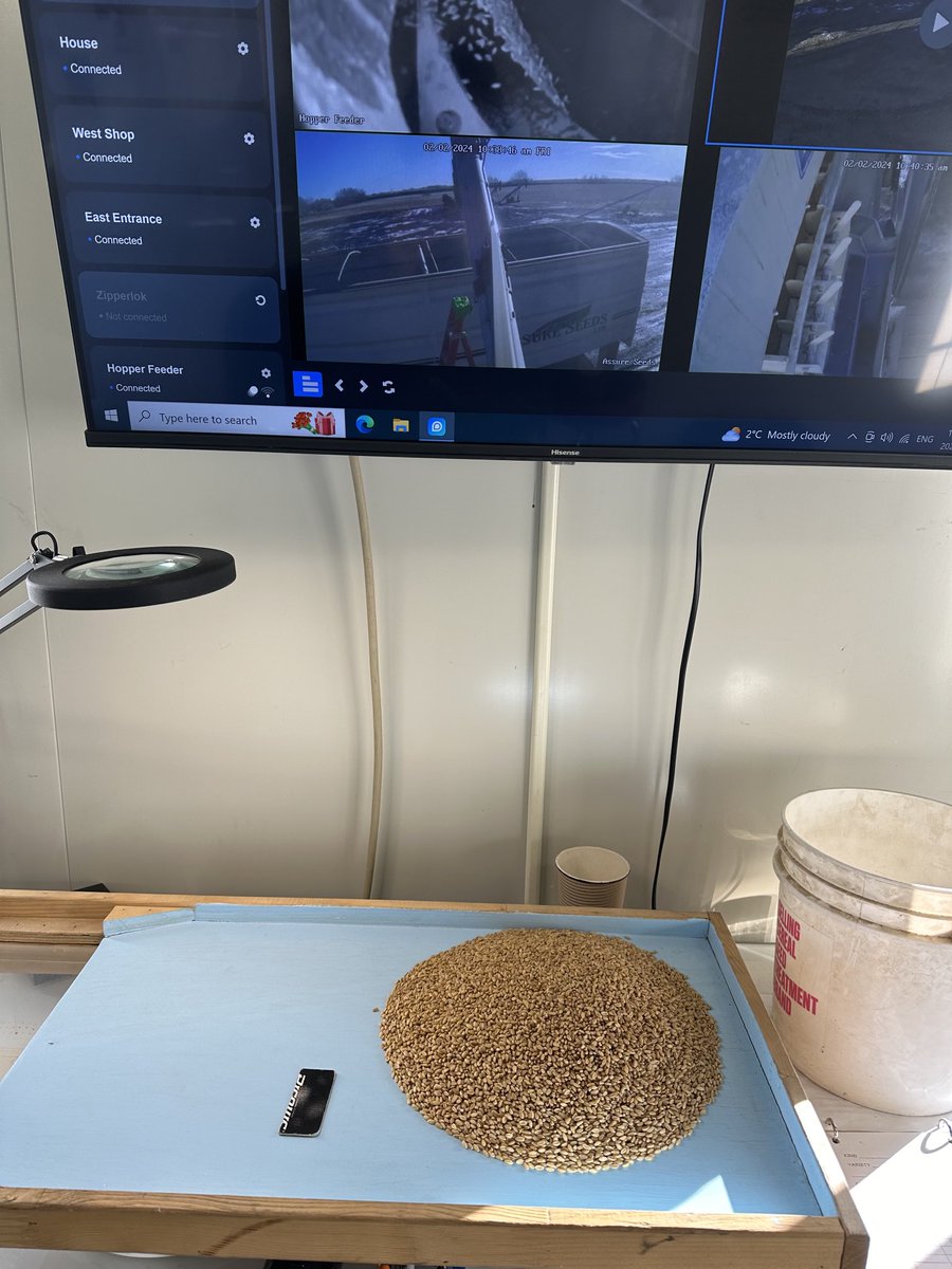 AAC Paramount hitting the grading table!  Soft white wheat in your silage rotation along with barley is a great way to break up maturity so things don’t dry out on you…AND it stands up when grown in high fertility soils!