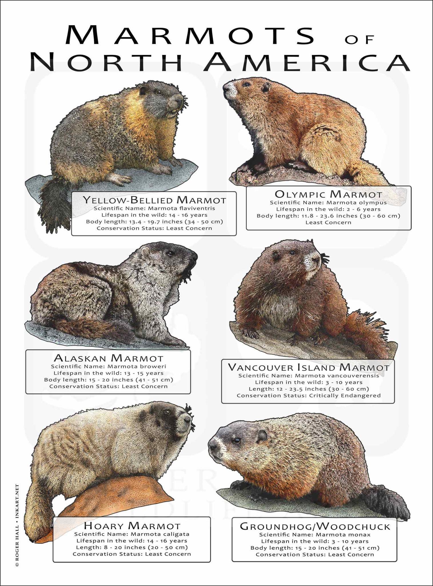 Groundhogs Name 2024 Olympics Pictures - Tiffy Giacinta