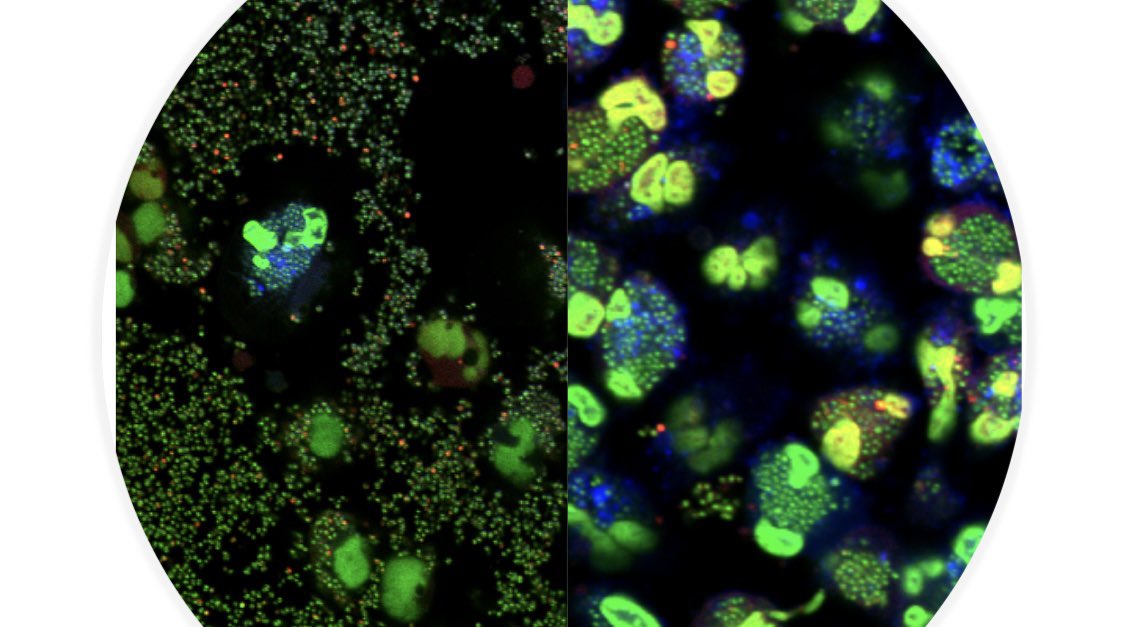 Exciting news! Our department is hiring 3 tenure-track, open rank faculty positions in computational & systems microbiology or immunology osu.wd1.myworkdayjobs.com/en-US/OSUCaree… and host-pathogen dynamics osu.wd1.myworkdayjobs.com/en-US/OSUCaree…. Join us in our vibrant department and thriving community!