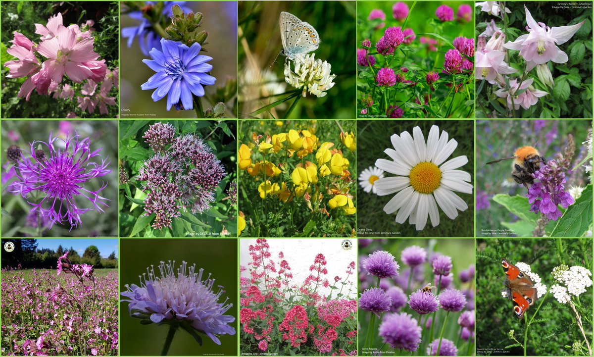 If you’ve considered buying any of our wonderful seeds for your garden, but not yet tried our service, now would be an excellent time to do it.
Alternatively,  a retweet of one of our posts would be really appreciated.
Thank you 🙏