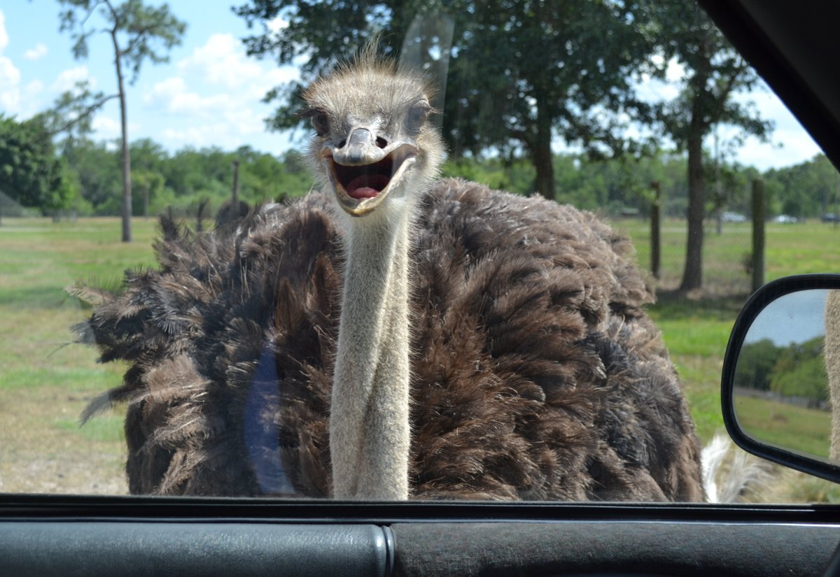 Happy #WorldOstrichDay! 😃 Help us share the love for our 'unofficial safari greeters' on this special day. #FunFact ~ the contents of 1 ostrich egg🥚 = 24 chicken eggs!