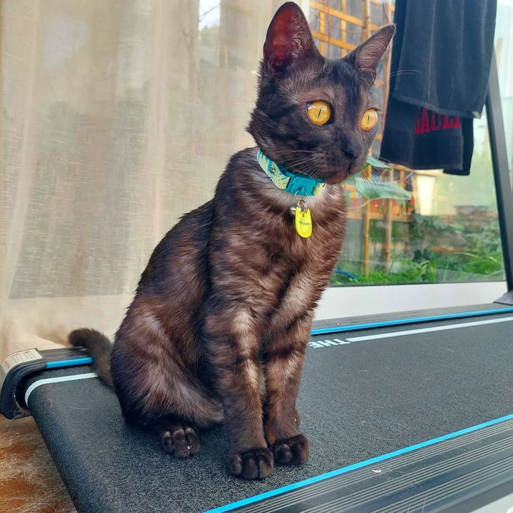 Kittyrama tweet media