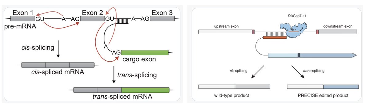 Two really exciting preprints that perform programmable RNA editing (!) using CRISPR-mediated trans-splicing: * RESPLICE (@pdhsu): biorxiv.org/content/10.110… * PRECISE (@jgooten @omarabudayyeh): biorxiv.org/content/10.110…