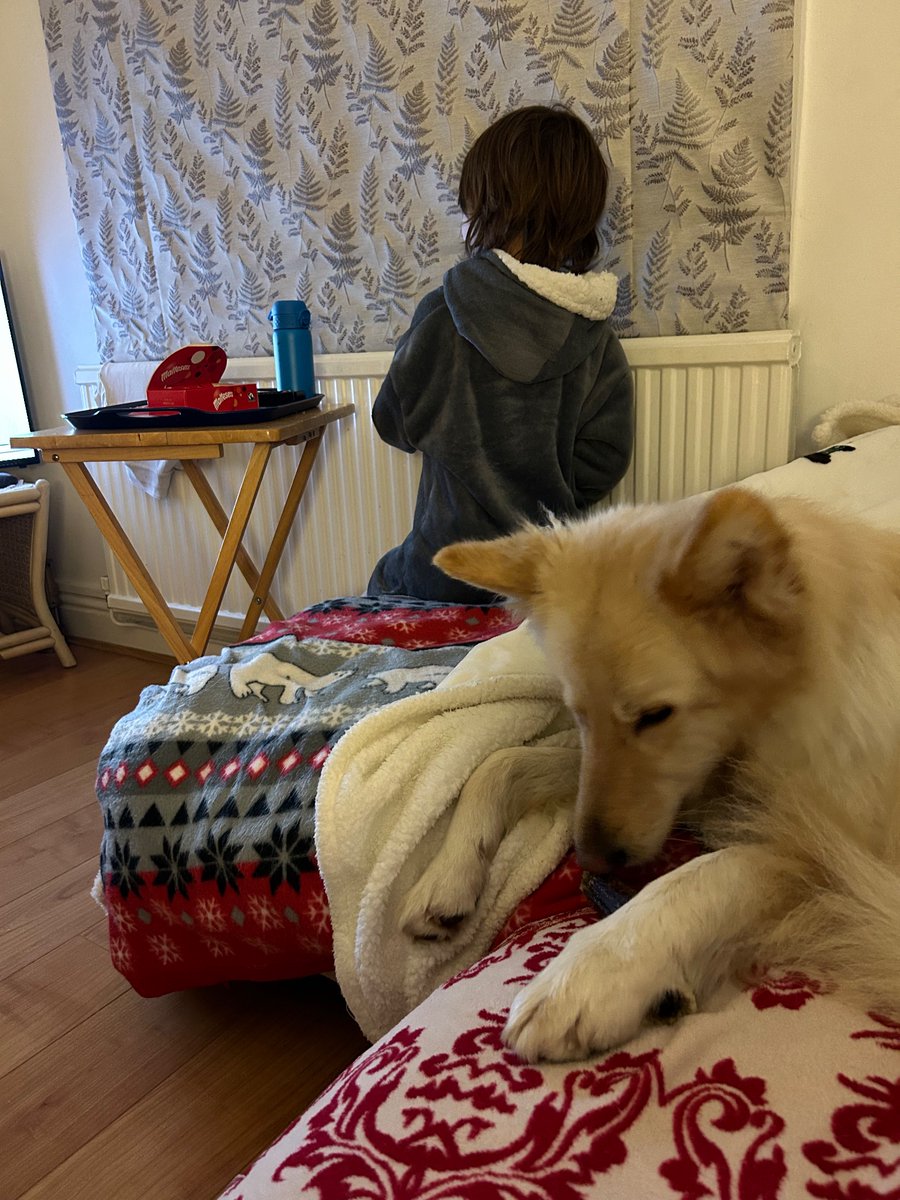 boatypat's tweet photo. Movie night with littlest human.. he has maltesers n Freya has a chew bone n me? I have the glass of red vino .. #cheers #relax #gsd #dogsoftwitter #dogsrfamily https://t.co/al48DwEzXD