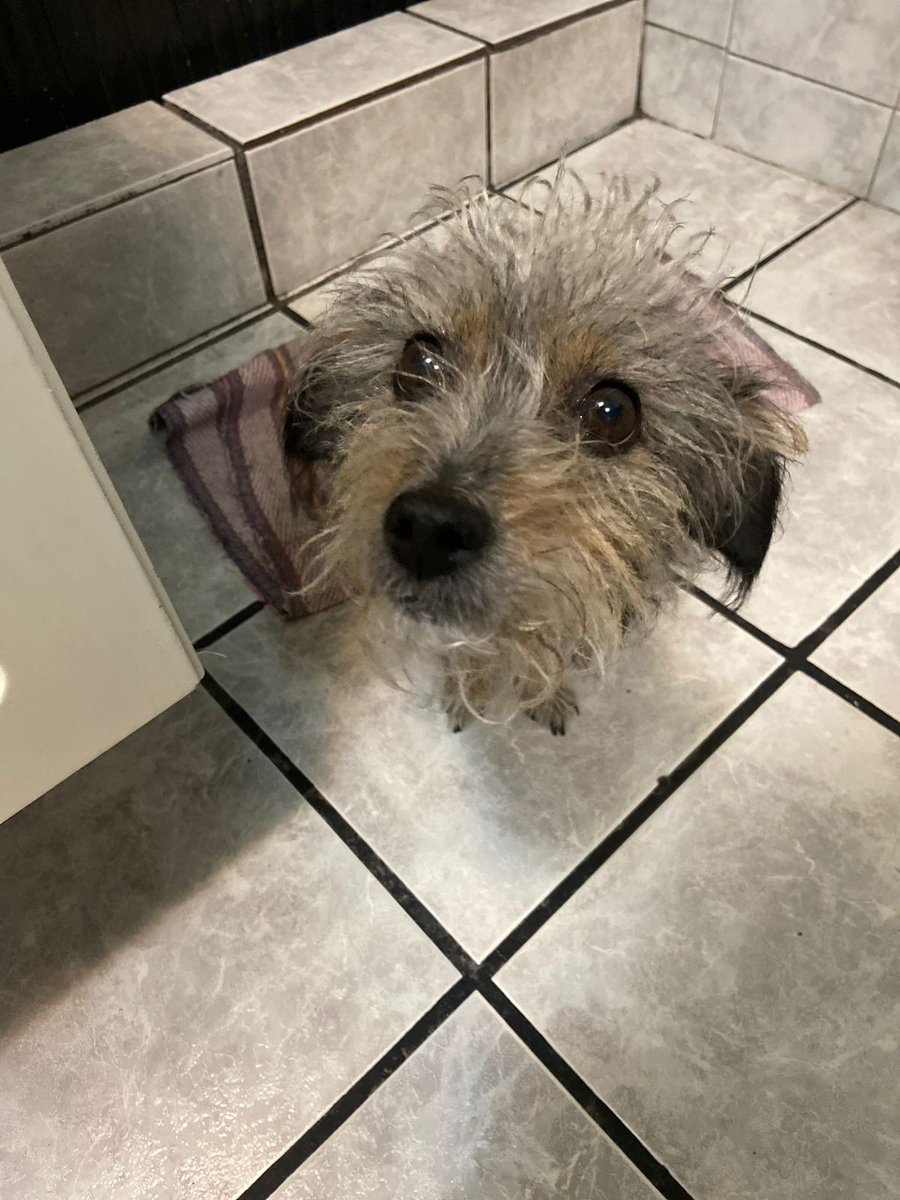 #ServicioSocial || Ayuda para localizar a "Laila".  Se extravió ayer en 83 Poniente, casi esquina con 11 Sur. No lleva collar. 

Inf. 2228937750. 

#Puebla