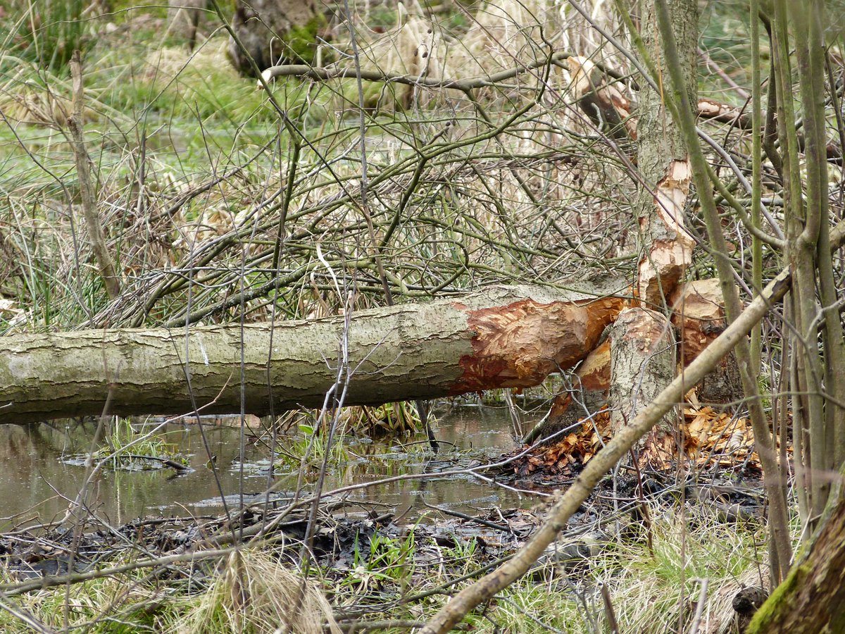 Na #ŚwiatowyDzieńMokradeł #WorldWetlandsDay wrocławski Las Mokrzański.

Te mokre obszary zawdzięczamy bobrom, ale w planie mamy odtworzenie kilku mokradeł przez nakłonienie leśników do budowy zastawek na ciekach zamienionych w rowy.
📷Paweł Hudziak z #RatujmyLasMokrzański