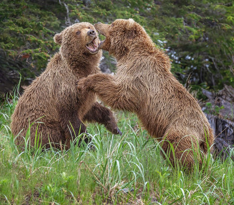 Two Brown Bears Fighting Alaska! buff.ly/4aFSeno #bears #brownbears #lakeclark #nationalpark #fighting #wildlife #wildlifephotography #animalphotography #naturephotography #nature #travel #travelphotography #BuyIntoArt #AYearForArt #TheArtDistrict #giftideas @joancarroll