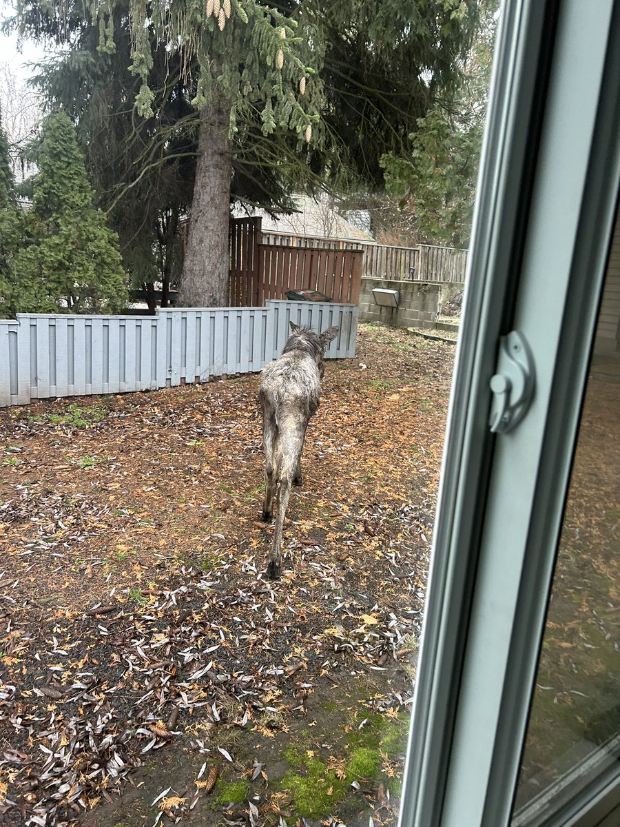 Had a moose stroll through our yard today. God has blessed #northidaho with all the trappings of paradise!