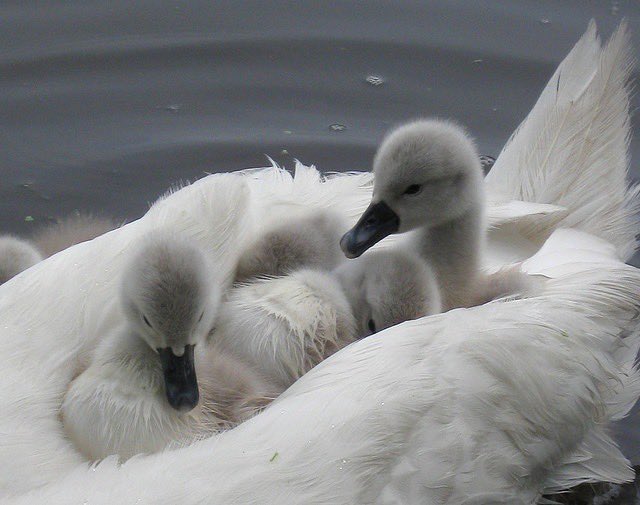 lamb (@mourninglambs) on Twitter photo 